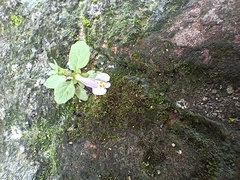 Mazus pumilus