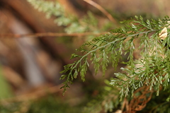 Abrodictyum caudatum