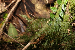 Abrodictyum caudatum