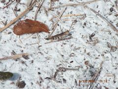 Psinidia fenestralis