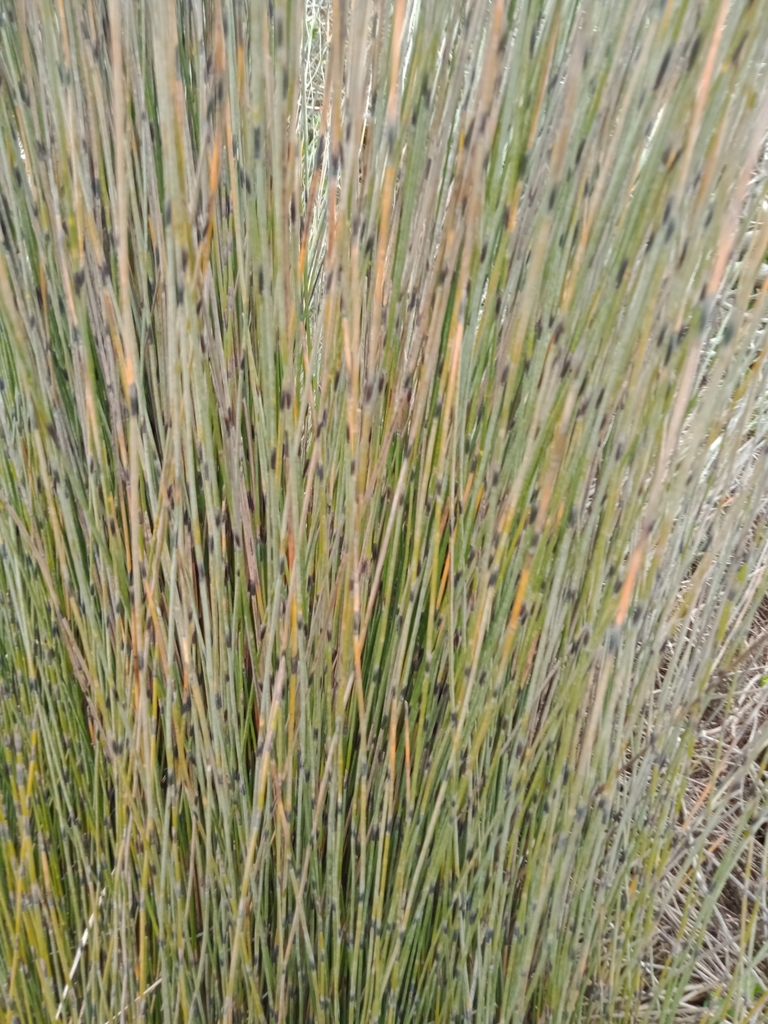 Jointed rush from Raumati Beach, Paraparaumu 5032, New Zealand on ...