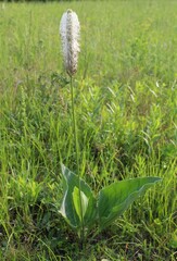 Plantago maxima