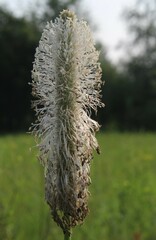 Plantago maxima