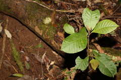 Quintinia verdonii