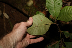 Quintinia verdonii