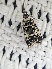 Scoparia exhibitalis