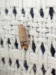 Tachystola hemisema