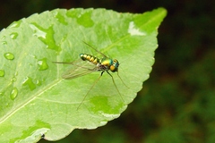 Condylostylus comatus