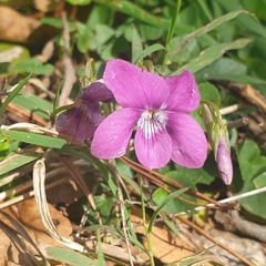 Viola riviniana