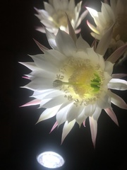 Echinopsis oxygona