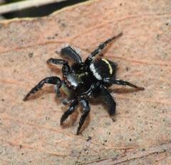 Saitis virgatus