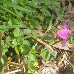 Viola riviniana