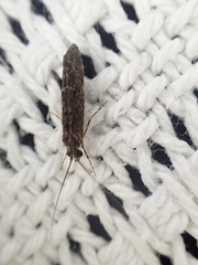 Trichoptera
