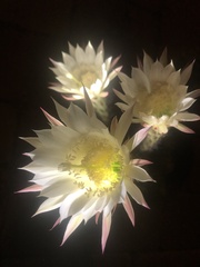 Echinopsis oxygona