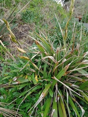 Phormium cookianum
