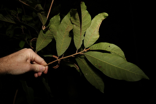 Image of Niemeyera whitei by (c) Greg Tasney, some rights reserved (CC BY-SA)
