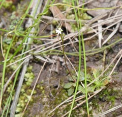 Stylidium tenerum