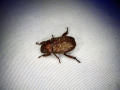 Adoretus tenuimaculatus