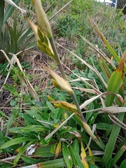 Phormium cookianum