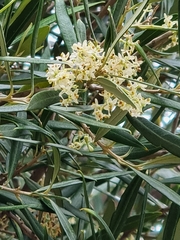 Olea europaea