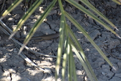 Aspidoscelis marmoratus