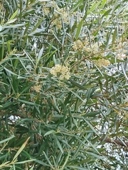 Olea europaea