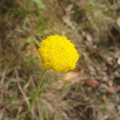 Craspedia variabilis