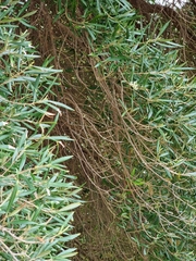 Olea europaea