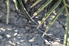 Aspidoscelis marmoratus