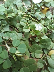 Evolvulus nummularius