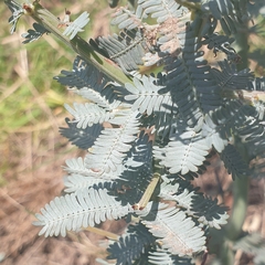 Acacia baileyana