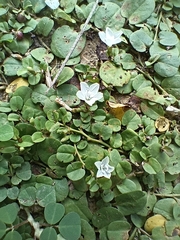 Evolvulus nummularius