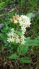 Asclepias ovalifolia