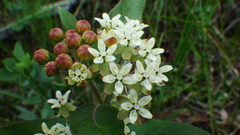 Asclepias ovalifolia