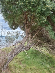 Olea europaea