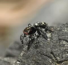 Saitis virgatus