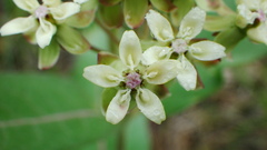 Asclepias ovalifolia