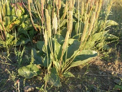 Plantago maxima