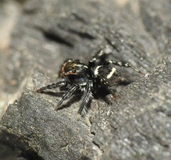 Saitis virgatus
