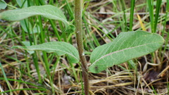 Asclepias ovalifolia