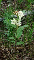 Asclepias ovalifolia