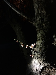 Prunus mume