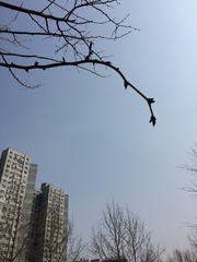 Gleditsia sinensis