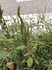 Amaranthus