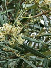 Olea europaea