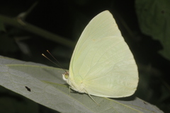 Aphrissa statira statira