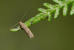 Pteridium esculentum