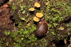 Hedleyella falconeri