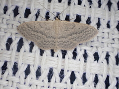 Scopula optivata