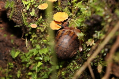 Hedleyella falconeri